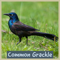 Common Grackle